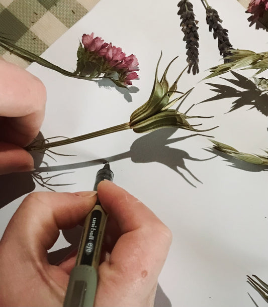 Botanical Shadow Drawing